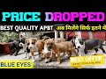 2nd time price Dropped APBT PUPPIES FOR SALE IN BEST PRICE