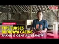Lagu Budidaya Cacing Lumbricus dan ANC di Lahan Sempit Hasil Selangit