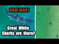 Download Lagu 10,000 Great White Sharks?! How many are really out there?