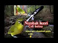 Download Lagu masteran pleci nembak kenari kunti||call pleci betina bikin merangsang nembak