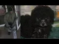 Man steals 2 500 puppy from Long Island pet store