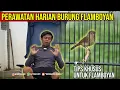 Download Lagu perawatan burung FLAMBOYAN agar cepat gacor rajin bunyi