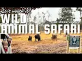 Wild Animal Safari Park in Pine Mountain GA Is it Worth It