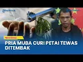 Lagu Kepergok Curi Petai, Pria Muba Tewas Ditembak Pemilik Kebun