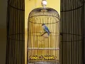 Download Lagu pancingan lovebird fighter belum 1menit langsung ngekek