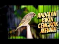 Download Lagu MASTERAN BLACKTHROAT GACOR DURASI PANJANG BUAT KENARI PAUD RAJIN BUNYI CENGKOK MEWAH FAVORITE