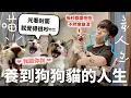 Download Lagu 【生物奇蹟】你有看過狗狗型小貓嗎？喵喵叫到你耳朵流血還要抱抱才願意睡（內含小貓刷牙珍貴畫面）｜HOOK ft. 寵物島Livly Island