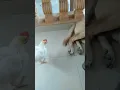 pet chicken eating ticks