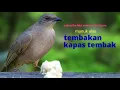 Download Lagu Master Kapas Tembak @manukalas