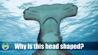 Why do hammerhead sharks have a hammer-shaped head