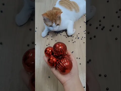 Beads & More ๐ฟ Funny Cat Reverse Moments ๐น #shorts #cat #reversevideo #satisfying #beads