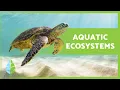 AQUATIC ECOSYSTEMS Characteristics TYPES and Examples