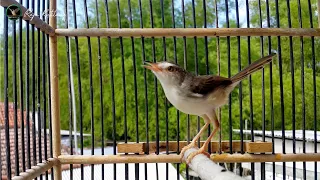 pancingan suara prenjak alang alang gacor ngebren pasti prenjak lain langsung nyaut