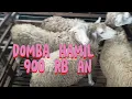 DOMBA MURAH BONUS HAMIL 900 RIBUAN DI KANDANG SAYAPE JAGAD STOK 24DESEMBER2025