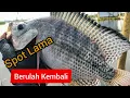 Download Lagu Spot Lama Bersemi Kembali