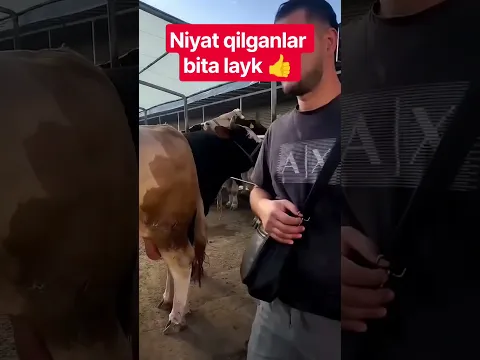 BULLS #farm #farming #animals #geremfort #anggus #avlikol #semental #galishteyin #cow #bull #buqa