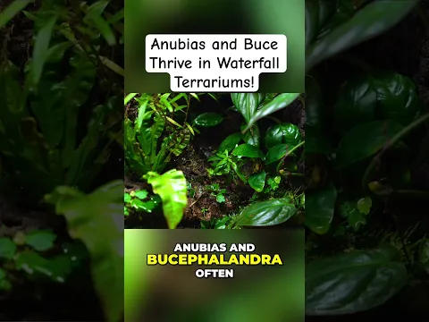 Growing Anubias & Bucephalandra in a Dart Frog Ecosystem