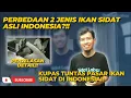 Download Lagu BAHAS TUNTAS PERBEDAAN 2 JENIS SIDAT DAN PASARNYA DI INDONESIA!!