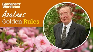Caring for azaleas Golden Rules
