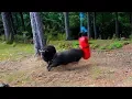 Lagu What happens when you leave a boxing bag in the Forest??