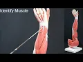Quiz on Upper Limb and Torso Muscles and Structures