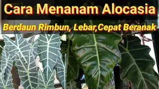 Download Cara Menanam Alocasia Amazonica Vs Sanderiana Agar Tumbuh Subur dan Rimbun MP3