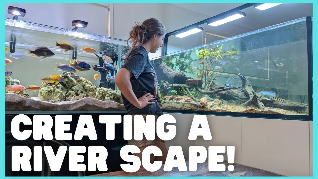 Creating a river rainbow fish scape! (Tank Setup: Part 5)