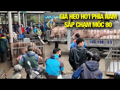 Thiếu hụt heo to. Giá bán thẳng tiến lên mốc 80 | NNHN
