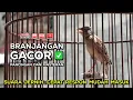 Download Lagu Pancingan dan Masteran Branjangan Gacor Isian Mewah‼️ Episode 01