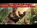 Download Lagu Kisah Nyata‼️Anak Miskin Sebatangkara DiBeri Ayam Oleh Jin Penunggu Hutan Saat Mencari Jamur DiHutan