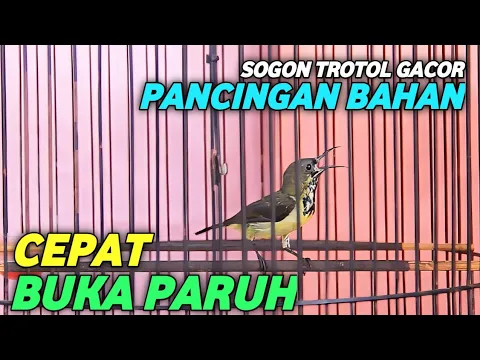 Download MP3 SOGON TROTOL GACOR PANCINGAN SOGON BAHAN IJOAN CEPAT BUKA PARUH