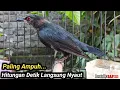 Download Lagu PANCINGAN CUCAK KELING BIAR BUNYI