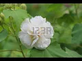 stock photo Flower