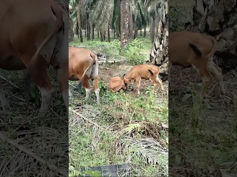 Sapi Sawit: Bebas Berkeliaran di Kebun, Pakan Tinggal Cari #cow
