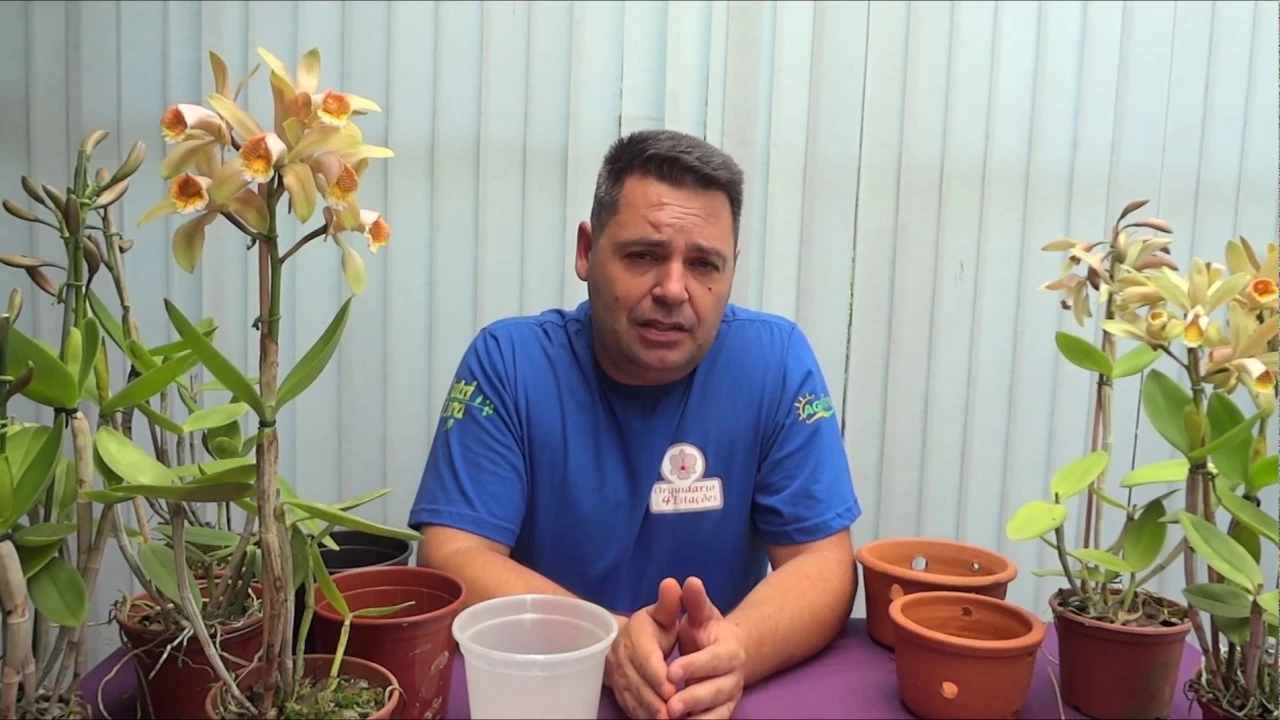 COMO CULTIVAR ORQUÍDEA CATTLEYA FORBESII WWW.ORQUIDARIO4E.COM.BR