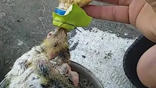 آموزش دون دادن به جوجه کبوتر 