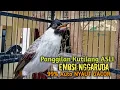 Download Lagu Suara Burung Kutilang Gacor ASLI Tanpa isian, Ampuh untuk Pikat Kutilang bikin kutilang Ribut gacor