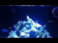 New reef savvy tank