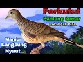 Download Lagu Suara Perkutut Lokal Kantong Semar Paling Manjur Bikin Lawan Langsung Nyaut