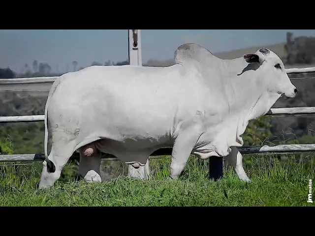 Touro Nelore SGN - 2588