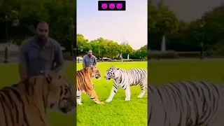 النمر الأبيض ضد النمر البرتقالي قاتل من سيفوز شورت Animal2022 Animalafrica 