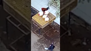 عندك   سنه ومتجوزتش فتشوف  ديك وحواليه أربع فراخات فيكون رد فعلك              دندنها