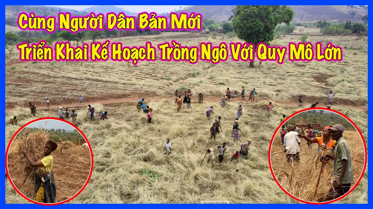 Đông Paulo || Cùng Người Dân Bản Mới Triển Khai Kế Hoạch Mở Rộng Diện Tích Trồng Ngô Quy Mô Lớn !!!