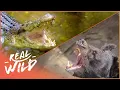 Download Lagu What Apex Predator Will Win This Ultimate Strength Showdown? | Wild Ones Series