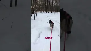 Samir Single Dog Skijor 