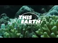 How rising temperatures devastate Bali coral reefs REUTERS
