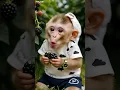 Lagu Bagian 3 || monyet lucu lagi makan buah 🐵 #monyet #monyetlucu #shorts