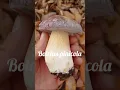 Lagu Boletus pinicola y senderuelas. Unas tostas riquisimas.