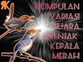 Download Lagu PRENJAK KEPALA MERAH GACOR VARIASI (cocok untuk masteran burung lomba)