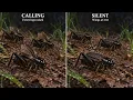 When UFOs Arrive, Nature Goes Silent 